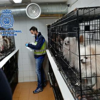Luchando contra las fábricas de cachorros en España: FAPAM y …