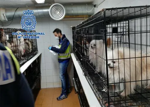 Luchando contra las fábricas de cachorros en España: FAPAM y ANAA se hacen cargo de 270 perros rescatados
