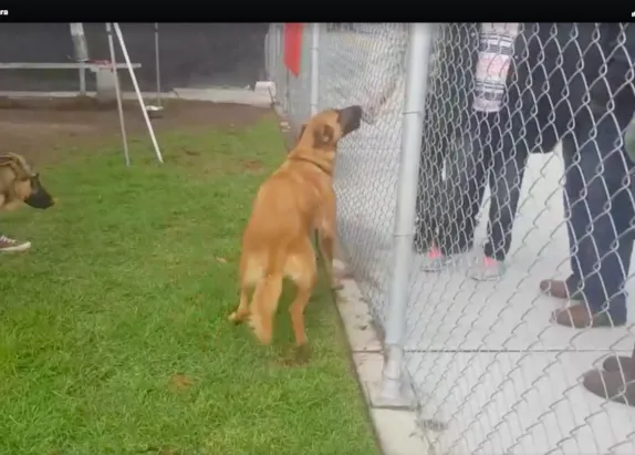 Una perra abandonada en la perrera reconoce a la familia que la dejó allí