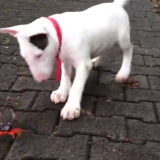 Esas amistades perrunas imposibles: el Bull Terrier y el Cangrejo