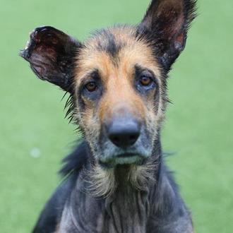 El Reino Unido busca endurecer las penas por maltrato animal …