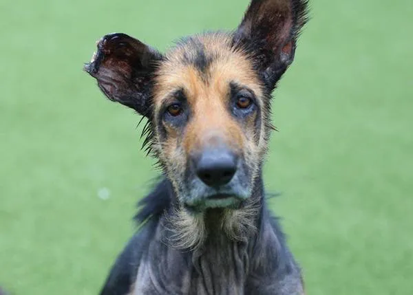 El Reino Unido busca endurecer las penas por maltrato animal: hasta 5 años de cárcel para los casos más graves