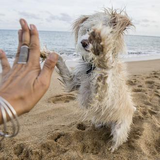¿Vamos a la playa con los perros? ¡Yes we CAN …