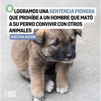 Sentencia crucial en un grave caso de maltrato animal: prohíben …
