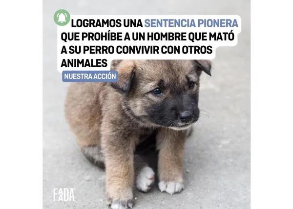 Sentencia crucial en un grave caso de maltrato animal: prohíben a un hombre convivir con animales 4 años