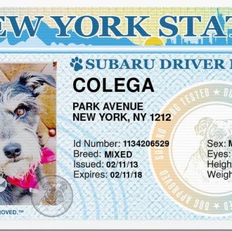 Los coches de Subaru y los anuncios con perros: probado …