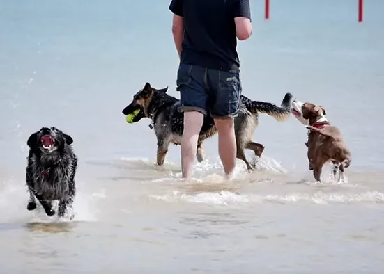 Perros adoptados pasándoselo en grande chapoteando en el agua, perros adoptados que descubren el mar