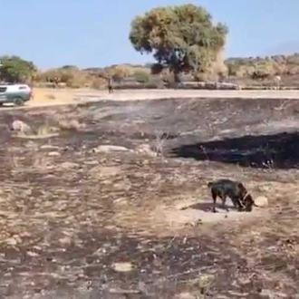 La labor de los perros en caso de incendio: investigadores …