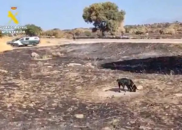 La labor de los perros en caso de incendio: investigadores clave para detectar acelerantes y también 