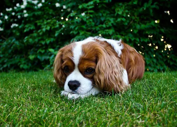 Cuadrante Adelante Humo Cómo surgen y cómo eliminar los parásitos internos de los perros, los gusanos Cuadrante Adelante Humo Cómo surgen y cómo eliminar los parásitos internos de los perros, los gusanos