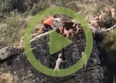 Crece la indignación ante la dramática y brutal escena de varios perros de caza y un ciervo despeñándose por un barranco