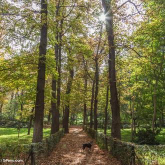 Agenda SrPerro noviembre: Safaris urbanos, zumbathon solidario, catas de té …