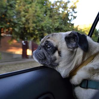 Es peligroso dejar a un perro dentro de un coche …
