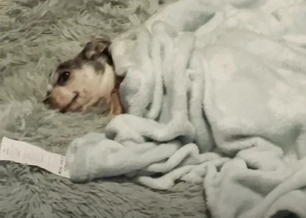El momento en que una perra viejita descubre el placer de tener su propia cama, ¡ese momento!