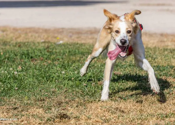 10 consejos básicos para evitar el golpe de calor en perros (según la Asociación de Veterinarios Británicos)
