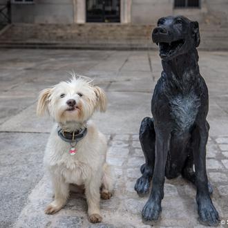 El Perro Paco eternamente recordado a través de una bella …