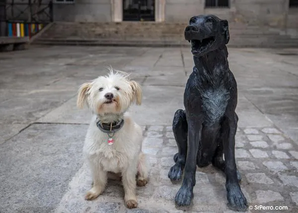 El Perro Paco eternamente recordado a través de una bella escultura en el Barrio de las Letras de Madrid