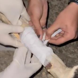 Captan el momento en que un hombre se quita una …