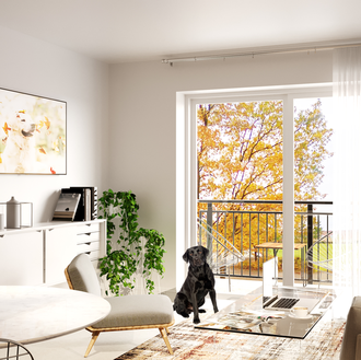 ¿Un bloque de pisos solo y exclusivamente para humanos perrunos …