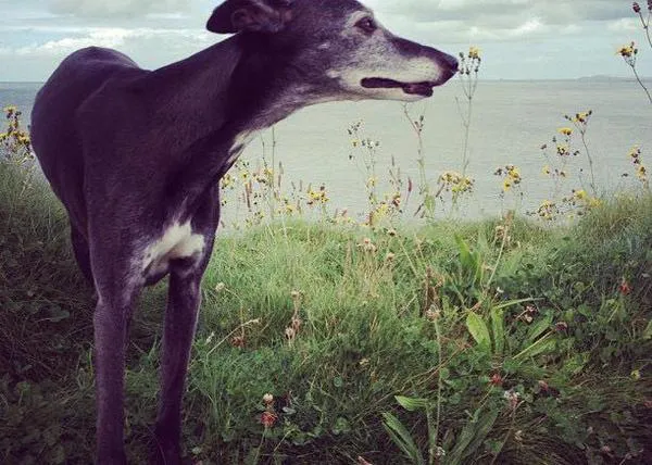 El último paseo de un perro, una despedida que se ha hecho viral