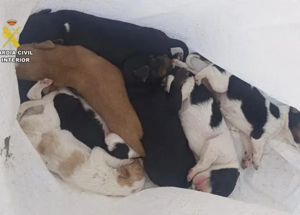 Rescatan a siete cachorros que habían sido tirados a un contenedor, el SEPRONA investiga por maltrato al responsable