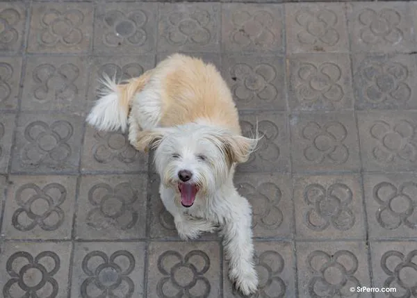 Barcelona estrena Ordenanza de Convivencia y también afecta a las personas con perro