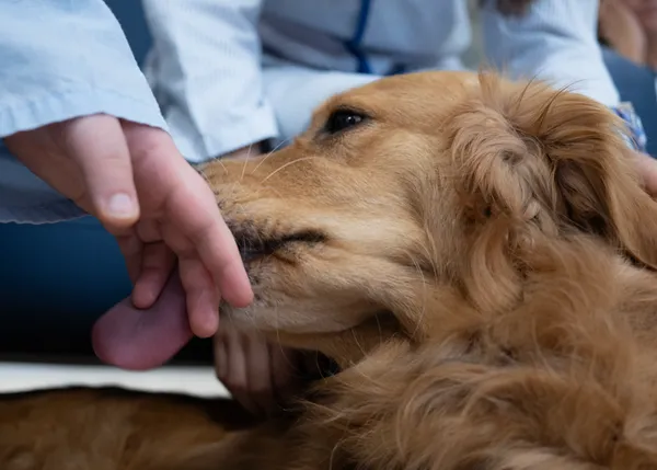 La terapia con perros ayuda a los adolescentes en la unidad de Psiquiatría del 12 de Octubre: Inspiradog