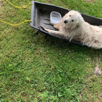 Abandonan a un perro viejito en la puerta de una …