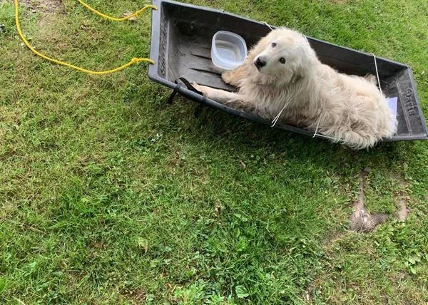 Abandonan a un perro viejito en la puerta de una protectora 