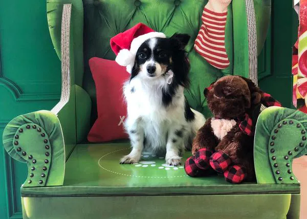 17.000 animales sin hogar, como Leia, adoptados desde 2017 gracias a Tiendanimal