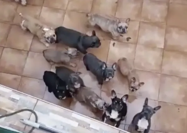 Denuncian la existencia de un (presunto) criadero ilegal de Bulldog Francés en Algeciras