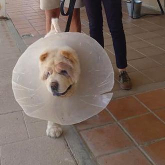 Historias de perros rescatados: comienzos felices (y algún final desolador)