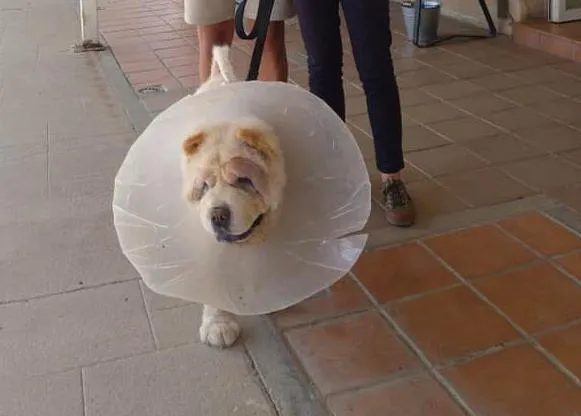 Historias de perros rescatados: comienzos felices (y algún final desolador)