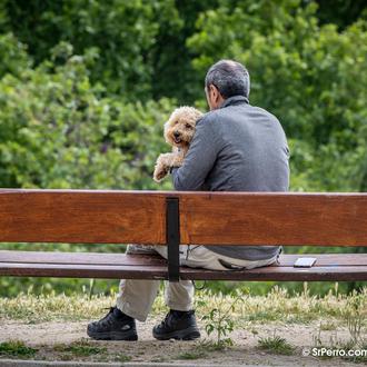 Las obligaciones de cuidar de perros o gatos son una …
