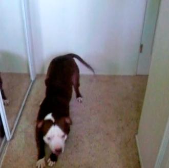 Boomer, el pitbull 