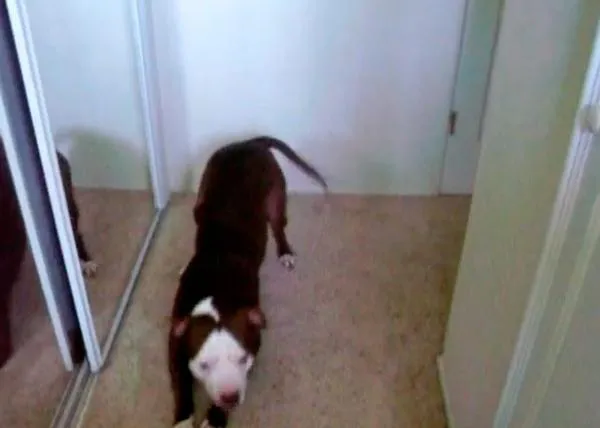 Boomer, el pitbull 