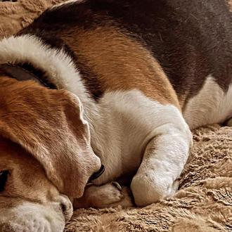Otro perro ha muerto en un aeropuerto, maltratado de la …