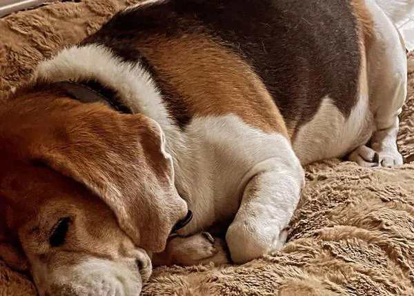 Otro perro ha muerto en un aeropuerto, maltratado de la peor manera posible: #JusticiaparaRosco