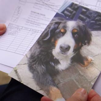 Tragedia tras un vuelo transatlántico para una Boyero de Berna …