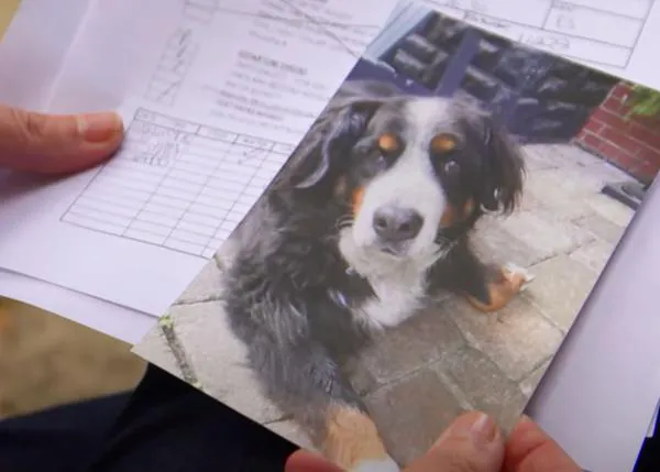 Tragedia tras un vuelo transatlántico para una Boyero de Berna de ocho años y su familia