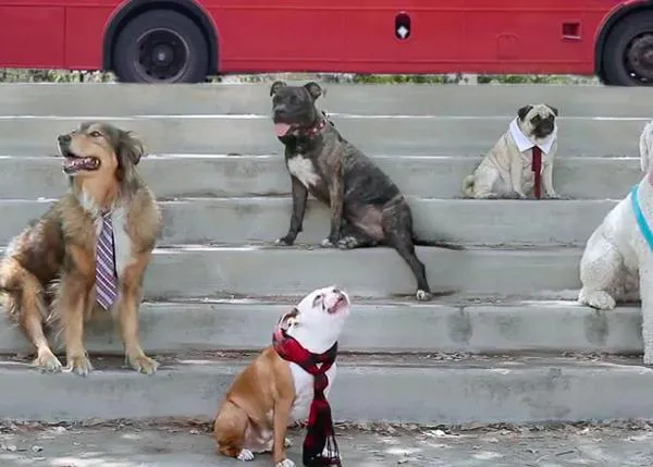 Hasta las peores canciones suenan mejor cuando las ladran los perros: One Thing de One Direction