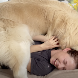 Los Golden Retriever más velcro: canes que están más felices …