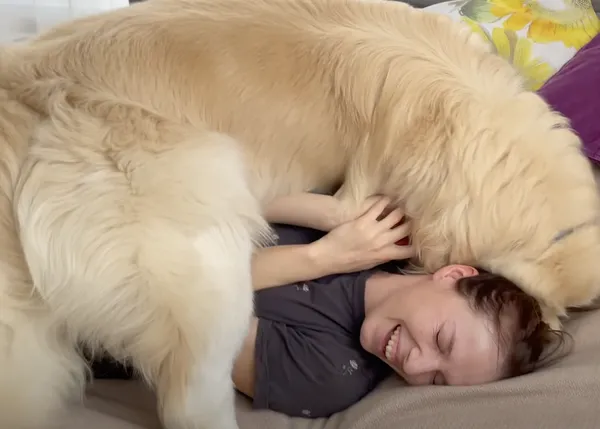 Los Golden Retriever más velcro: canes que están más felices pegados cual lapas a sus humanos