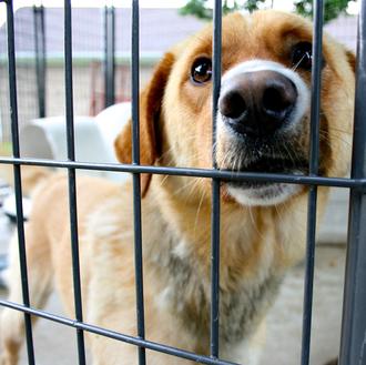 Un 52% de personas con perros o gatos en EEUU …