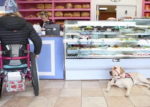 Lecciones de vida con un perro de asistencia: una mujer y su cómplice & ayudante