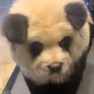 Perros teñidos para parecer osos panda: la (controvertida) atracción en …