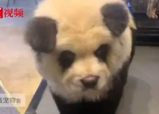 Perros teñidos para parecer osos panda: la (controvertida) atracción en un café de China