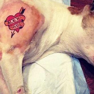 Una perra tatuada... o cómo llevar demasiado lejos el 