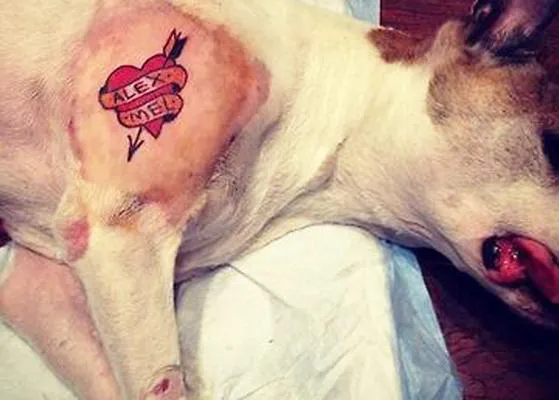 Una perra tatuada... o cómo llevar demasiado lejos el 