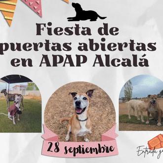 Fiesta en APAP Alcalá el 28 de septiembre: tómbola, paella …